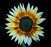 Sunflower in Simulated Insect Vision