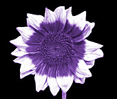 Sunflower in UV radiation