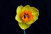 Daffodil Flower in White Light