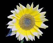 Sunflower in Simulated Insect Vision