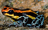 Amazonian Poison Frog, Ranitomeya ventrimaculata
