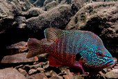 Male Ozark Longear Sunfish (Lepomis megalotis)