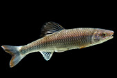 Male Whitetail Shiner (Cyprinella galactura)