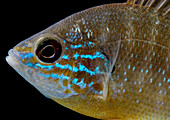 Ozark Longear Sunfish (Lepomis megalotis)