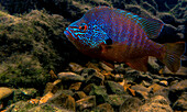 Male Ozark Longear Sunfish (Lepomis megalotis)