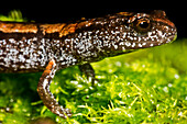 California slender salamander, Batrachoseps attenuatus