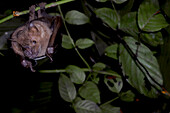 Jamaican Fruit-eating Bat (Artibeus jamaicensis)