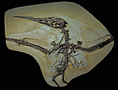 Nyctosaurus pterosaur