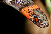 Black-headed Calico Snake (Oxyrhopus melanogenys)