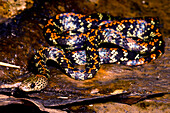 Lianasnake (Siphlophis cervinus)