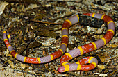 Albino Texas Coral Snake (Micrurus tener)