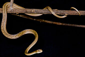 Amazon Coastal House Snake (Thamnodynastes pallidus)