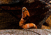 Brown-banded Watersnake or Mountain Keelback (Helicops angulatus)