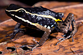 Pale-striped Poison Frog (Ameerega hahneli)