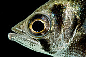 Clouded Archerfish (Toxotes blythii)