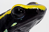 Ameerega trivitata, the Three-striped Poison Frog