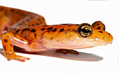 Cave Salamander, Eurycea lucifuga