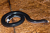 Worm Snake, (Amerotyphlops reticulatus)