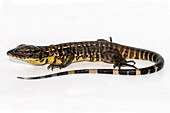 Cusco Tegu Lizard (Tupinambis cuzcoensis)