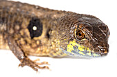 Common Stream Lizard (Potamites ecpleopus)