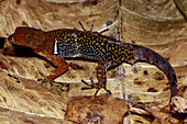 Male O'Shaughnessy's Gecko (Gonatodes concinnatus)