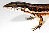 Elegant Eyed Lizard (Cercosaura argulus)
