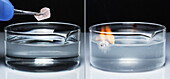 Sodium reacts with water