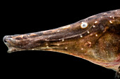 Knifefish (Rhamphichthys rostratus)