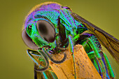 Side view of a cuckoo wasp Chrysis sp