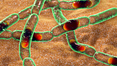 Anthrax bacteria, illustration