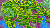 Kingella kingae bacteria, illustration