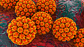 Human papilloma virus, illustration