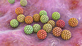 Human papilloma virus, illustration