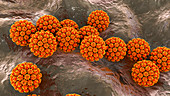 Human papilloma virus, illustration