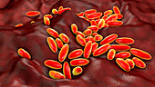 Yersinia pestis bacteria, illustration