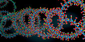 Ribonucleic acid chain , illustration
