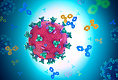 Antibodies attacking virus particle, illustration