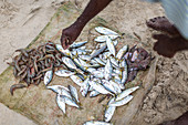 Fischer mit Fisch und Meeresfrüchten am Strand (Kerala, Indien)