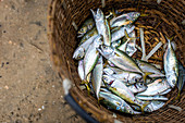 Frische Fisch in Korb (Kerala, Indien)