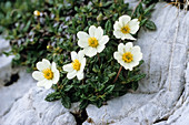 Blooming mountain avens in the Alps