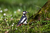 Great spotted woodpecker looking for food