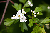 Single hawthorn with white flowers