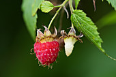 Ripe raspberry comes off the receptacle