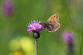 Großes Ochsenauge an Blüte von Wiesenflockenblume