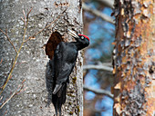 Black male woodpecker at a tree hole