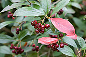 Chokeberry with unripe fruits