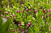 Blooming blueberry with bumblebee