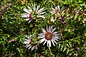 Blooming silver thistle