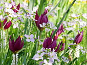 Wild tulips and lady's smock in field of flowers in spring