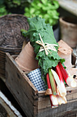 Freshly harvested rhubarb